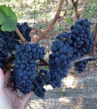 Degustazione di vini presso i vigneti Hanson