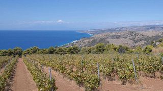Weinprobe und Tour in der Azienda Agricola Nesci