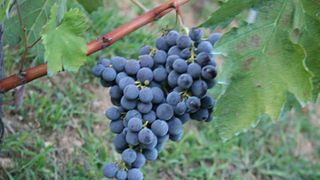 Tenuta del Travale