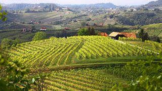 Weinprobe und Besichtigung in Istenič