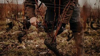 Degustazione di vini e tour al Domaine Pierre Riffault