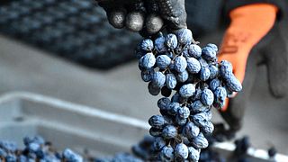 Degustação de vinhos e passeio com comida típica em La Dama