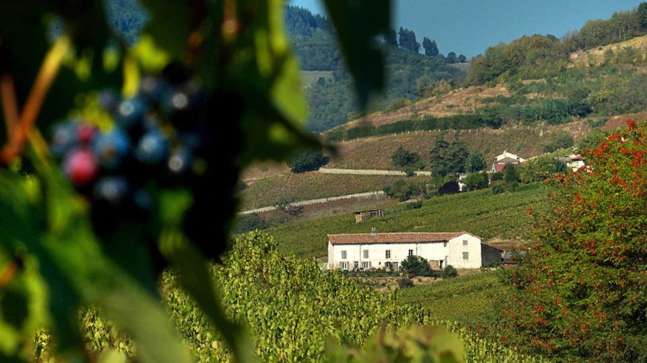 Domaine Joncy