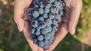Randonnée dans les collines viticoles, visite de vignobles et dégustation de vins