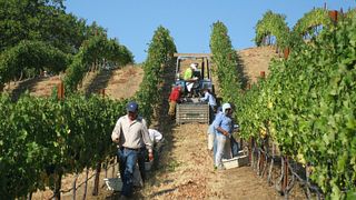 California Wine Adventure at BobDog Wines