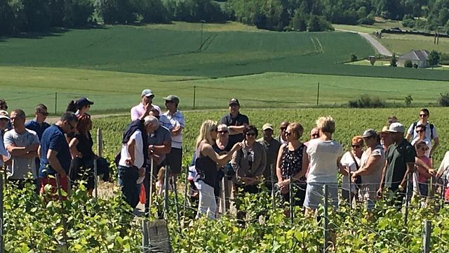 Degustação de champanhe e tour no Champagne Bareens