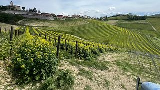 Prova de vinhos - Abelha | Cantamessa Vini
