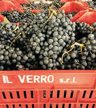 Il Verro Winery