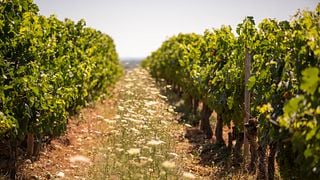 Tour dei vigneti e degustazione al Château de Haute-Serre