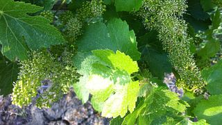 Visitez les vignobles, la tour médiévale et les paysages étonnants de Torre De Murga