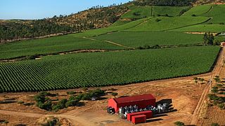 Polkura Winery