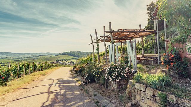 Visita della cantina Weingärtner Stromberg - Zabergäu