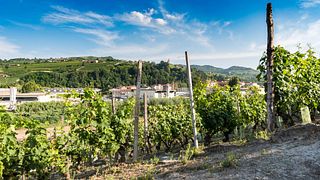 Cata de vinos premium en la bodega Cascina Fontanette