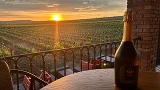Visite du vignoble de Dealu Mare : dégustation de vins et accords mets et vins