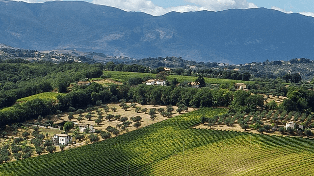 Dégustation de vins et visite à Tenuta Arabona