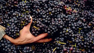 Visita a la finca y degustación en Gusbourne