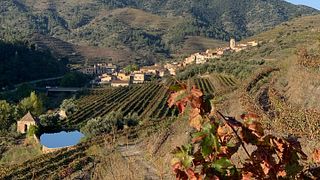 Sangenís I Vaqué Winery