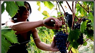 Marche Wine & Vineyard Tour at Bruscia Vini