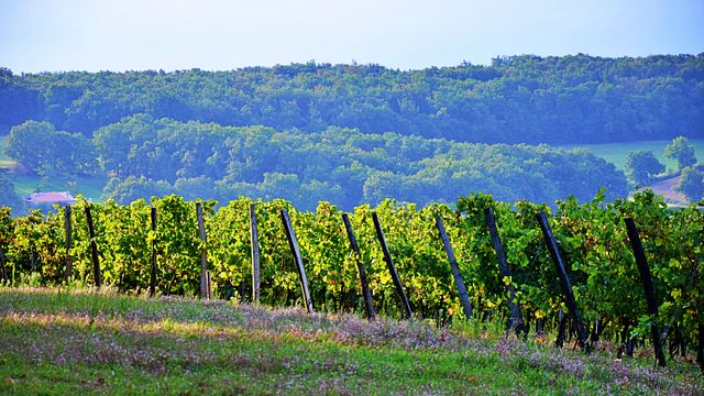 Domaine Christophe Avi