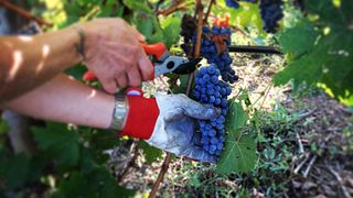 Enjoy a Memorable Lunch at Tenuta Fertuna