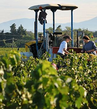 Vinprovning och rundtur på Domaine des Chanssaud