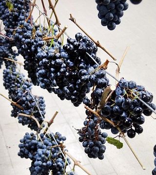 Cata de vinos y visita guiada en Terre di Serrapetrona