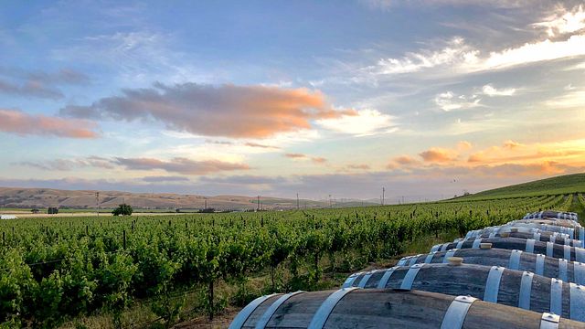 Darcie Kent Vineyards