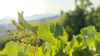 Helen B, a WSET certified wine guide