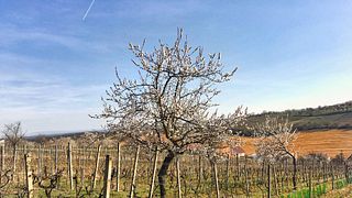 Degustazione di vini in cantina a Jindrovo Vinarstvi