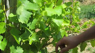 Cata de vinos en Kletarstvo Petrič