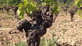 Cata de vinos y visita al Château Mansenoble