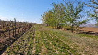 Degustazione di vini e visita alla cantina Măcin