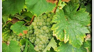 Expériences au Earl Domaine Nicolas Brunet