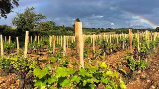 Cata de vinos y visita guiada al Château Fortia