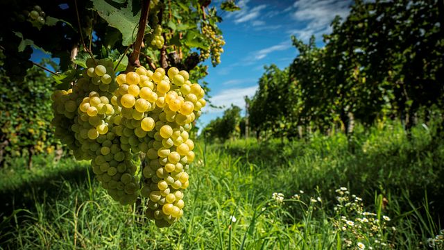 Cata de vinos y visita guiada en Cobue