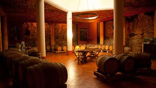 Passeio pelos vinhedos e degustação de vinhos com aperitivos harmonizados no Ca' Bruzzo Family Vineyards