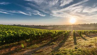 O dia da colheita: Um sonho de infância se torna realidade na Champagne J. de Telmont
