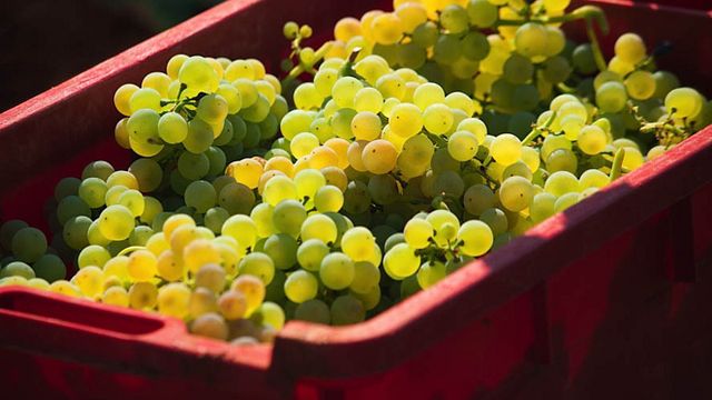 Istrian Wine & Delights at Pilato Estate