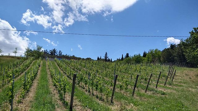 Enjoy Marche Wines with a Gourmet Terrace Tasting