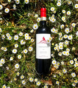 Carpineta Fontalpino Winery