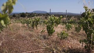 Cretan Wine & Flavors at Dourakis Winery
