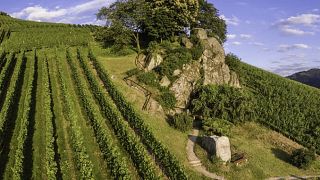 Degustação introdutória de vinhos no Hex vom Dasenstein