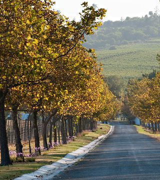 Saxenburg Estates