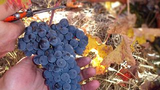 Dégustation de vins et visite des caves Horola