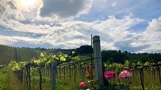 Abruzzo Wine & Vineyard Journey at Tenuta Arabona