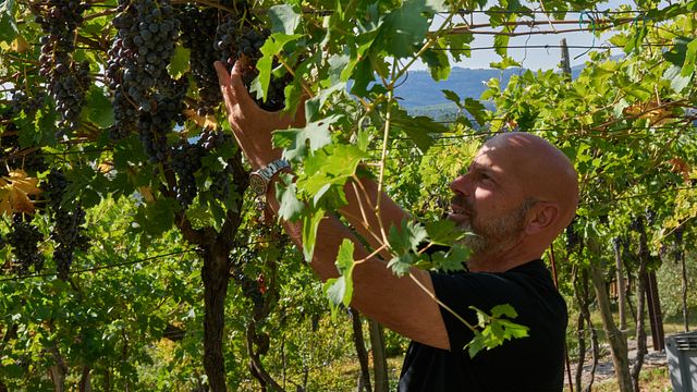 Az. Agr. Vigna '800 di Gianfranco Elampini