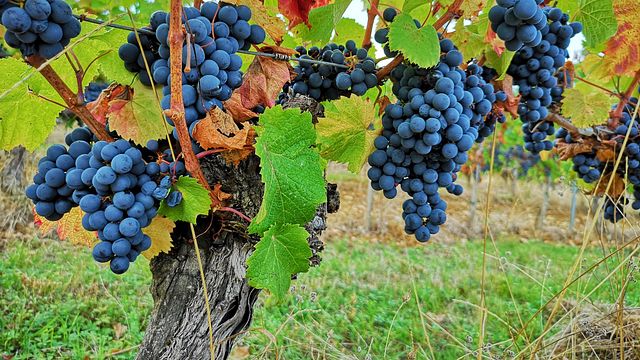 Dégustation de vins et visite du Château Famaey