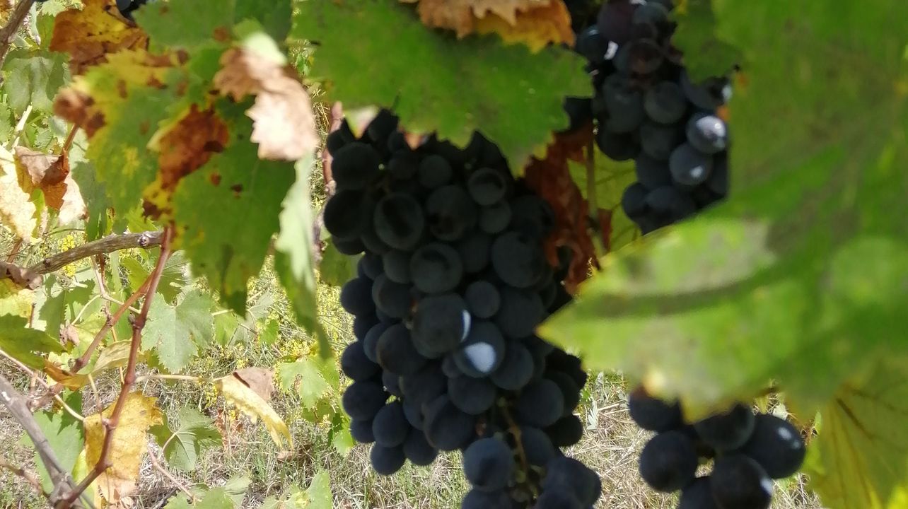 Tour histórico de vinhos em Bolonha