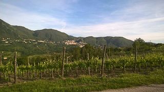 Weinprobe und Tour bei Macchia Dei Briganti