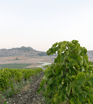 Brunch & Wine Basic en Baglio Bonsignore